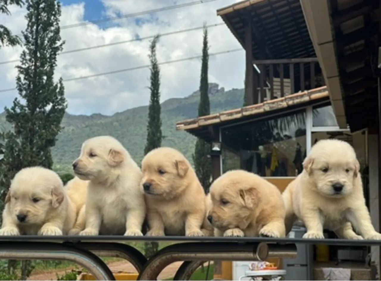 Filhote de Golden  - Foto 4