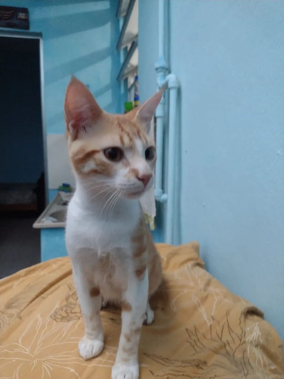 Gato para adoção  - Foto 3