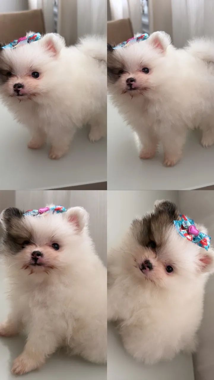 Spitz alemão 