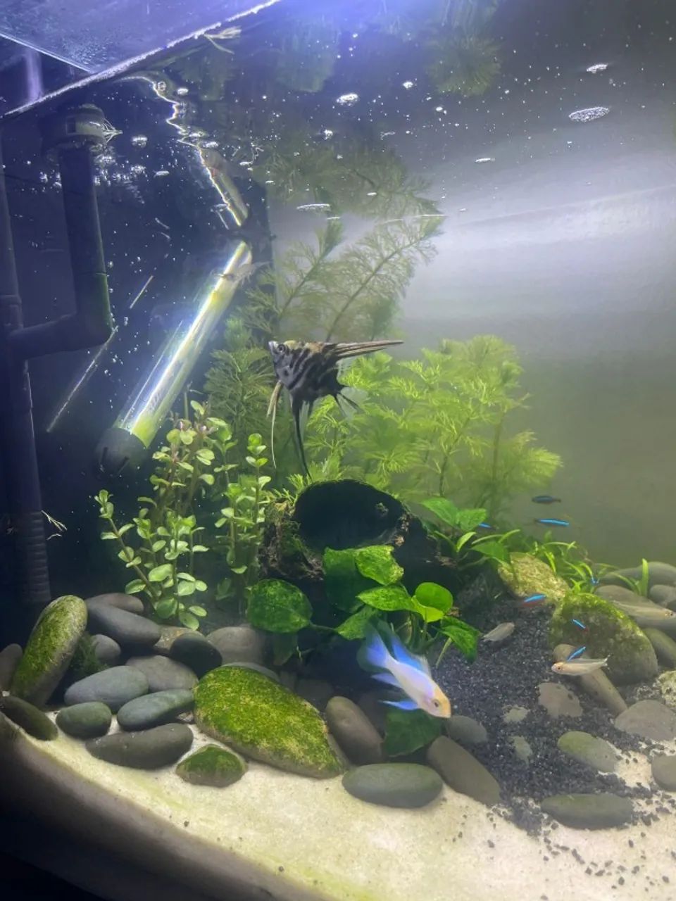 Aquário Completo 64 Litros com Móvel Novo - Foto 4