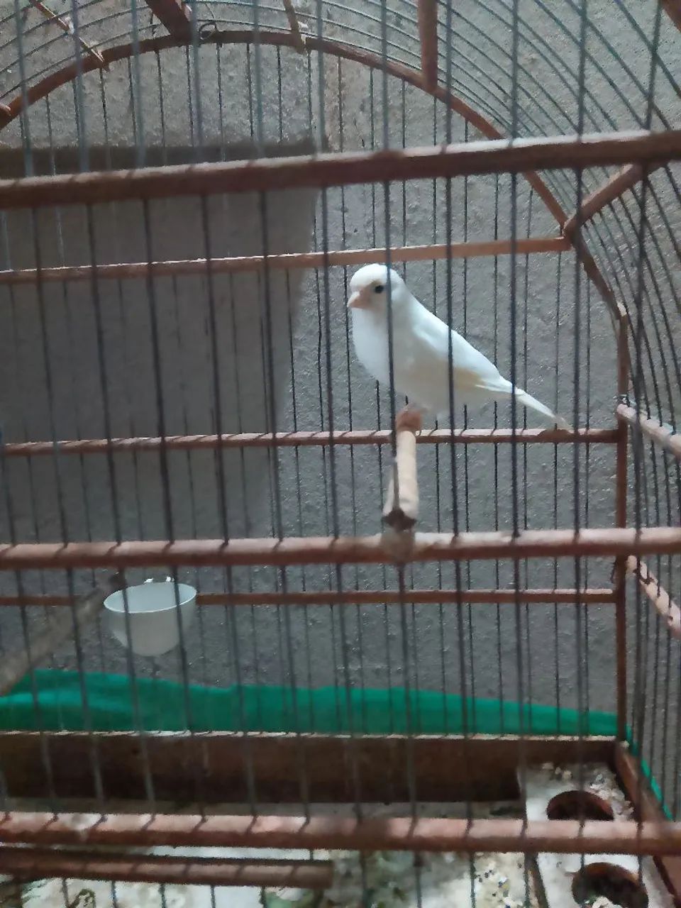 Vendo ou troco em galinha 