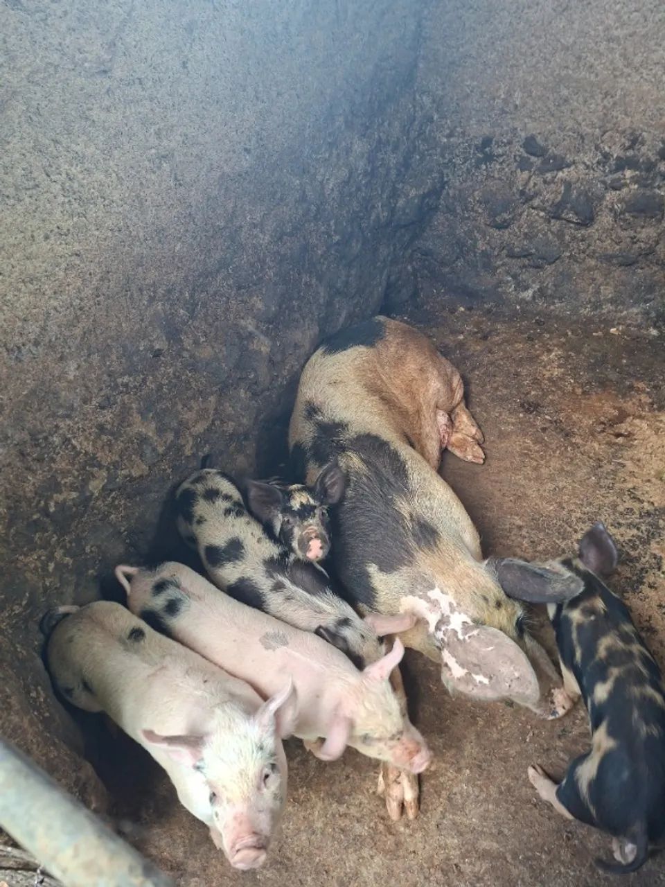 Leitões desmandos  - Foto 4