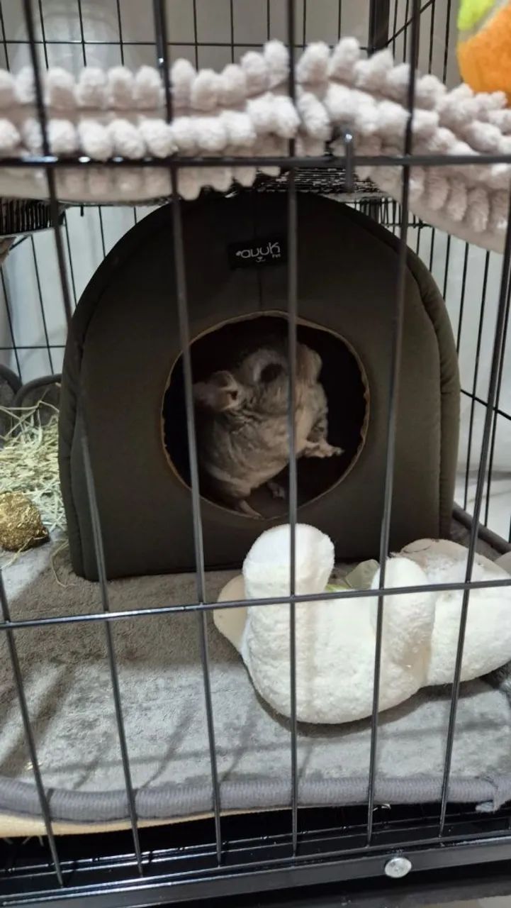 Chinchila macho