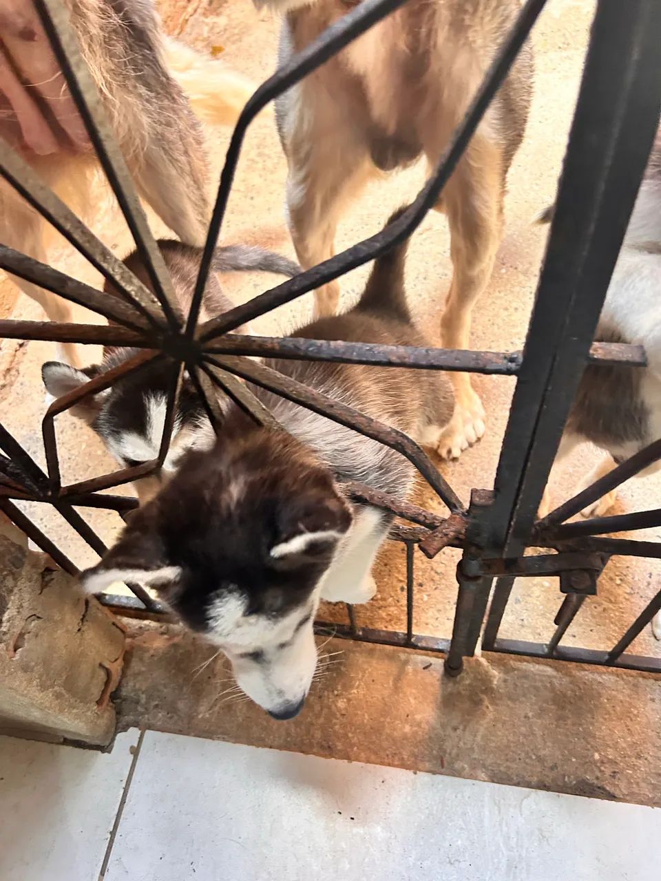 Husky Siberiano VENDA - Foto 2