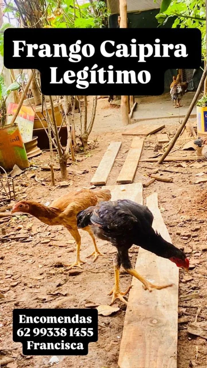 Frango Caipira ( Limpos e Cortados ) - Foto 2