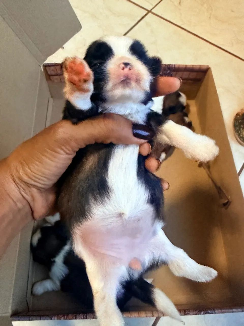 Shihtzu mini - Foto 2