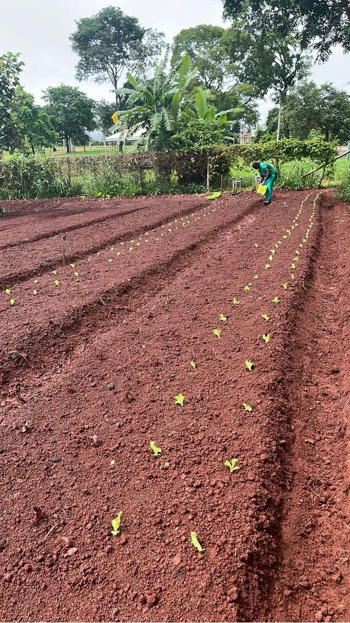 Roçagem e podas  - Foto 3