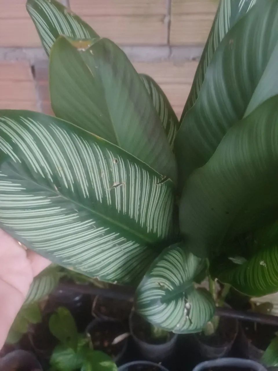 Plantas e mudas e no vaso - Foto 3
