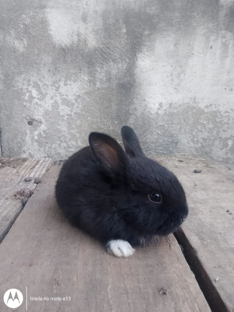 Coelhos  - Foto 2