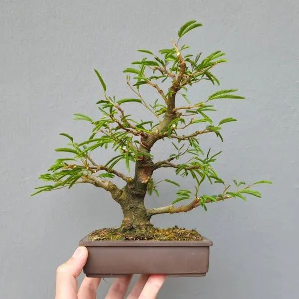 BONSAI de Juca Pau Ferro 25 Anos - Foto 2