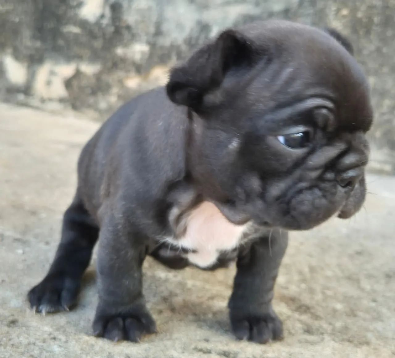 Bulldog francês mini  - Foto 4