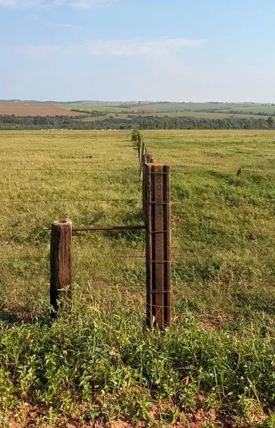 CANA - PECUÁRIA - Área Rural 34 Alqueires - Foto 2