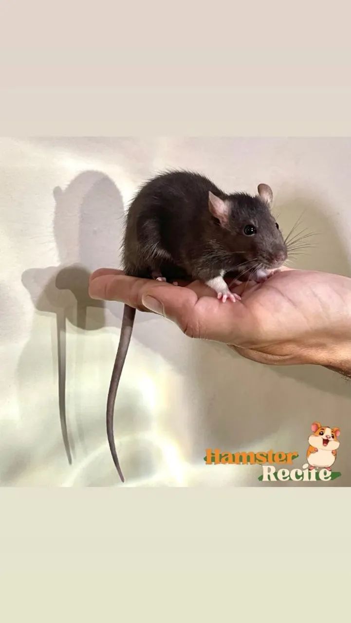 Rato de Laboratório Twister Hamster Mercol  - Foto 6