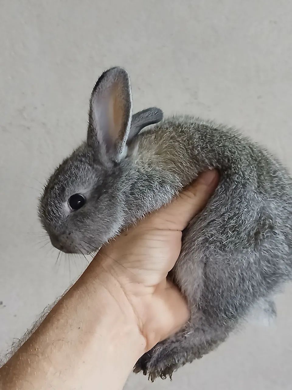 Coelho