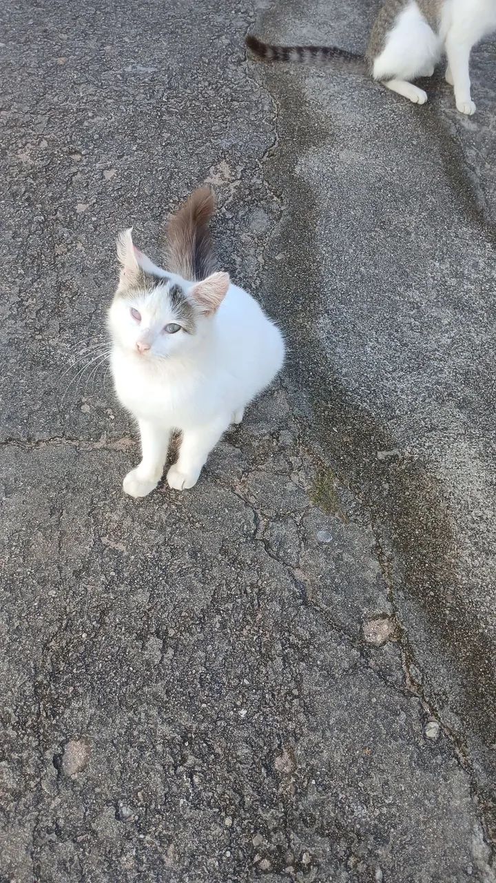Gatinhos castrados para adoção 