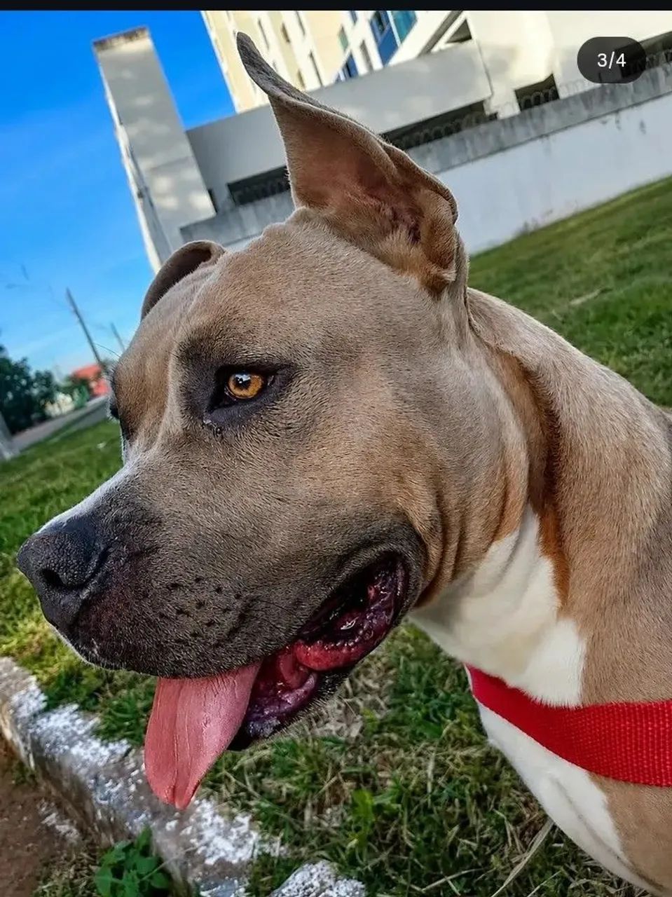 Vendo Pit bul  - Foto 3