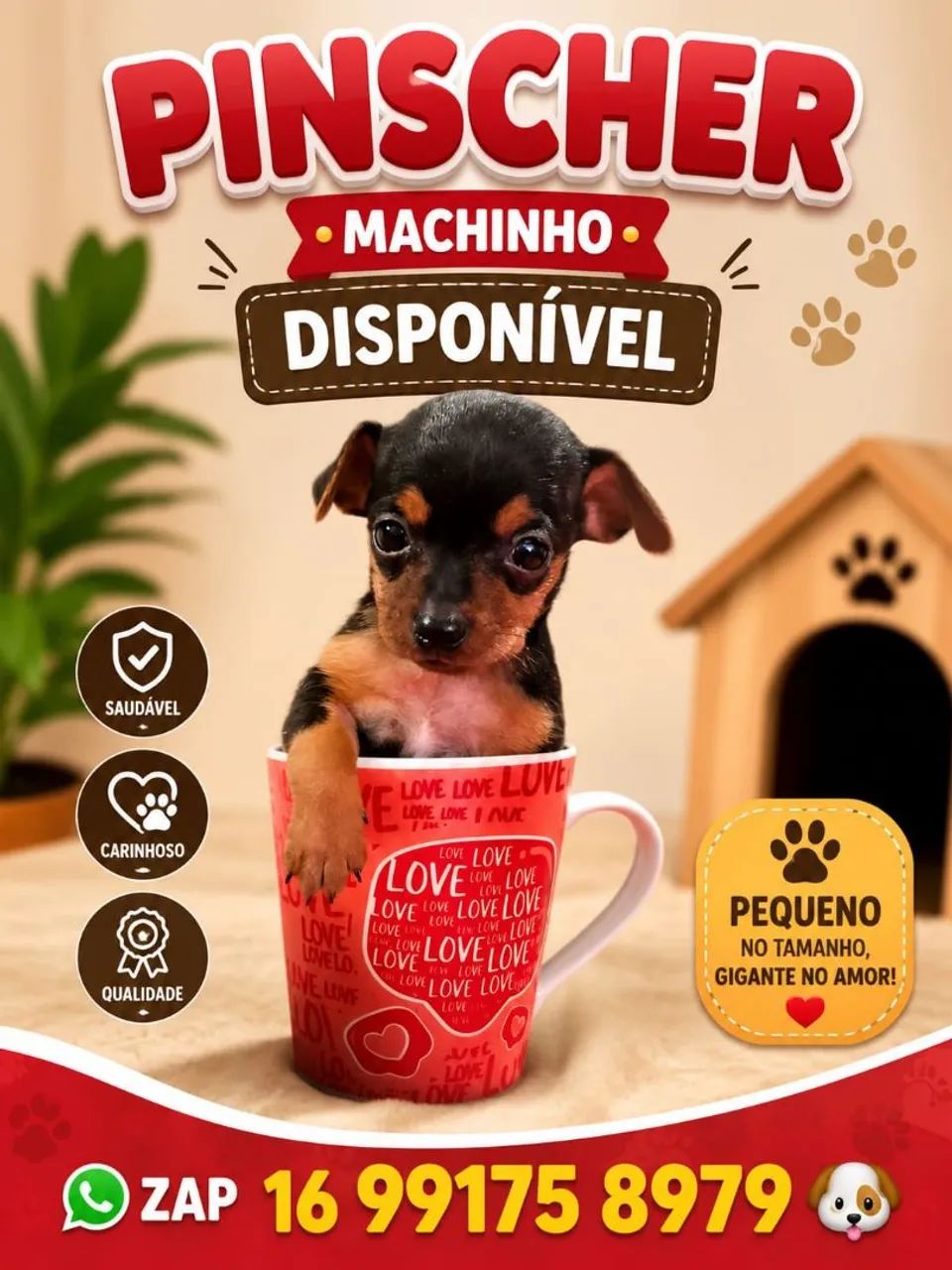 Pinscher zero macho disponível. 