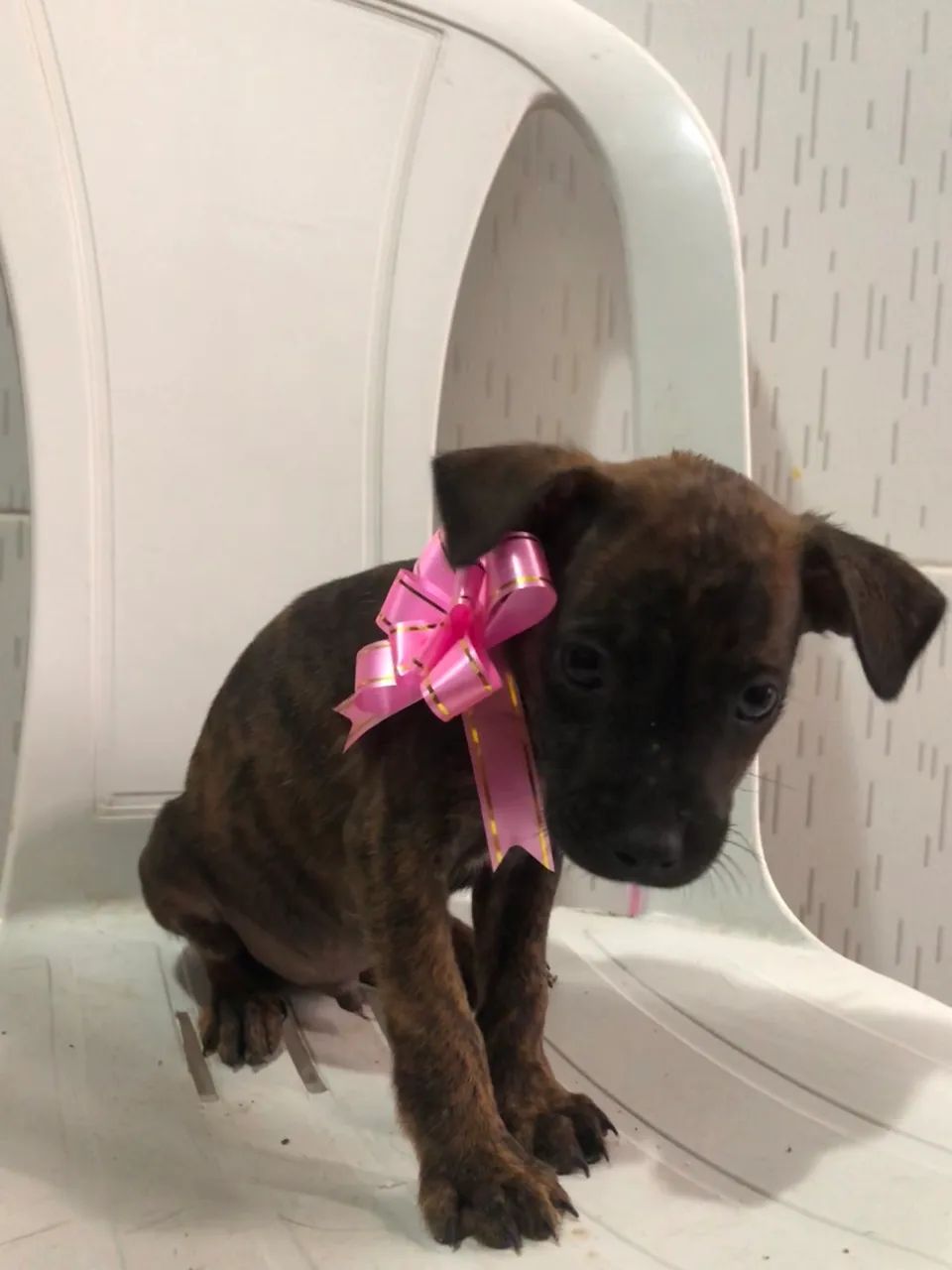 cachorrinho - Foto 2