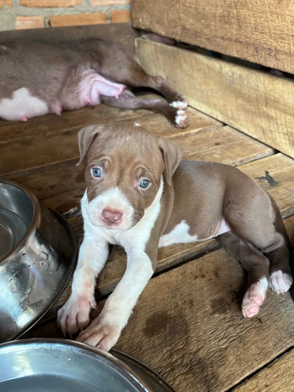 Vendo pitbull