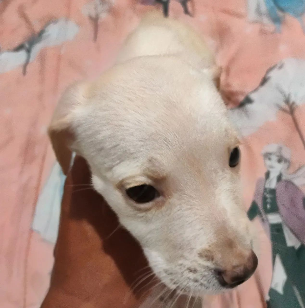 Pet - Foto 3
