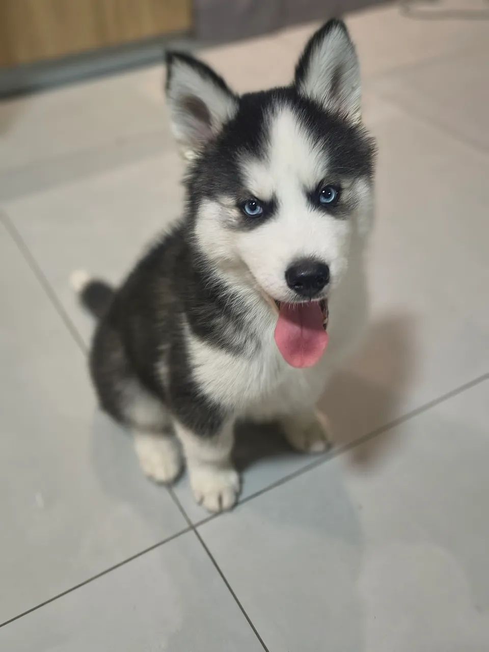 Husky siberiano macho  - Foto 2