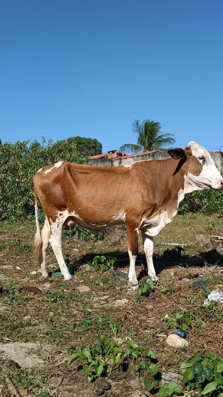 VACA PARIDA DE 45 DIAS - Foto 5