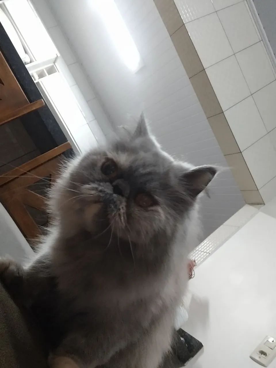 Gata persa linda. - Foto 3
