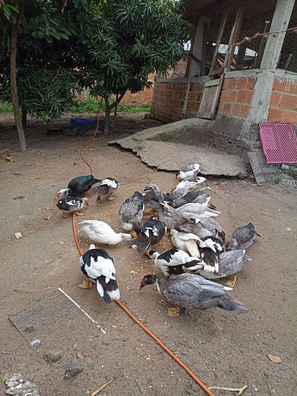 Patos saudáveis  - Foto 4