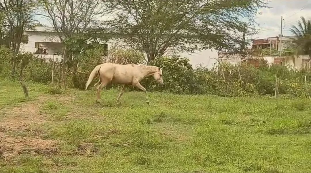 Vendo cavalo