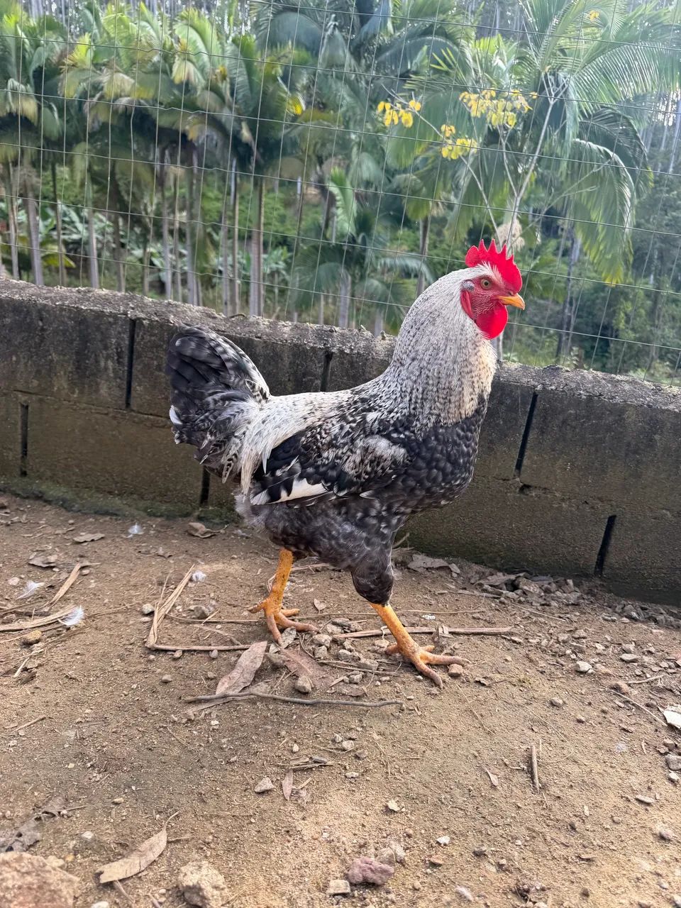 Vendo Galos e Galinhas  - Foto 2