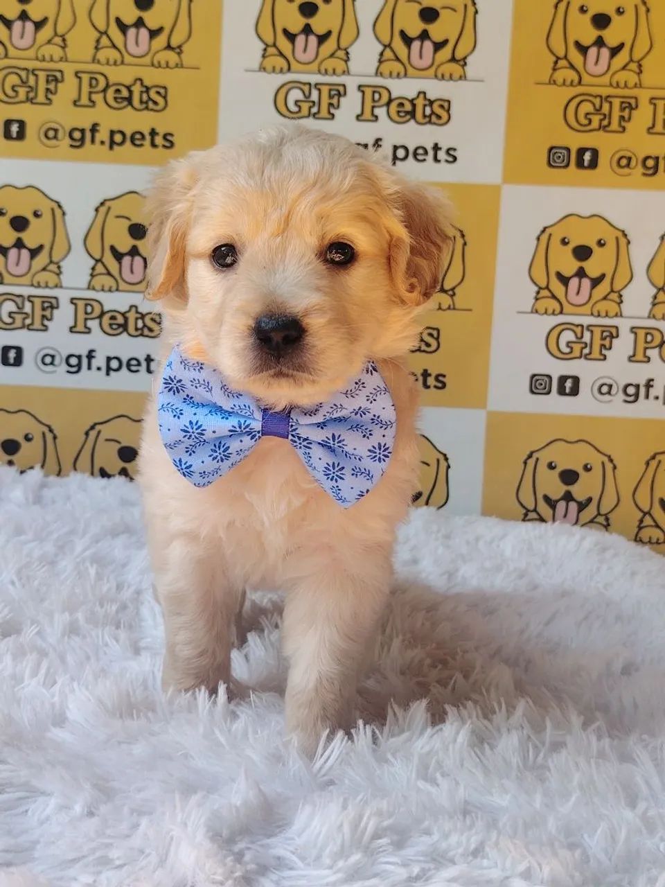 Golden Retriever macho 
