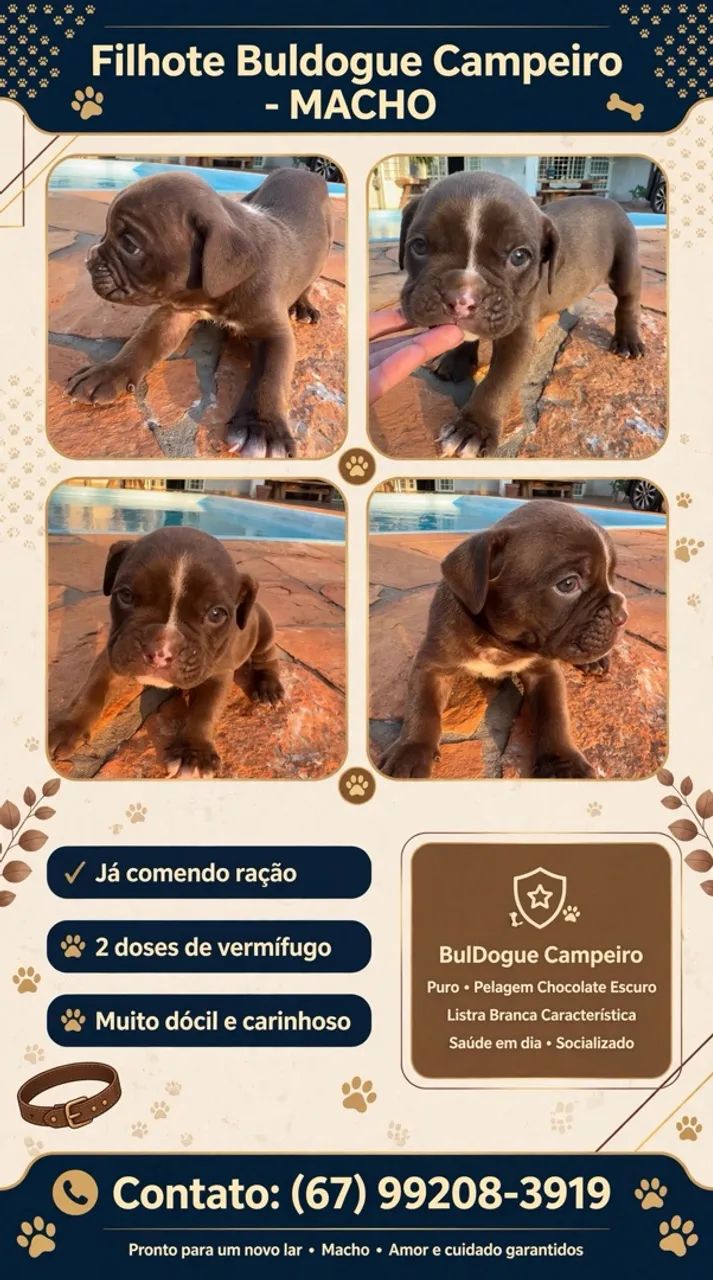 Buldogue campeiro  - Foto 5