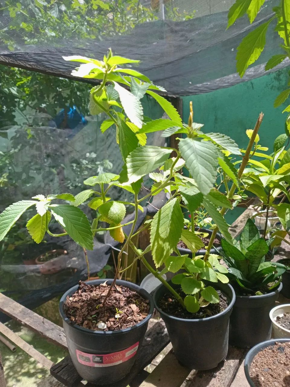 Planta Chanana - Foto 4