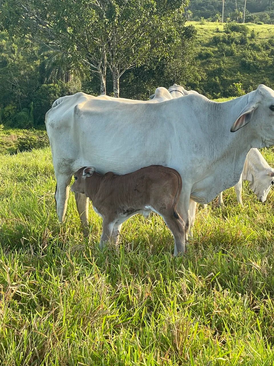 Vaca parida - Foto 4