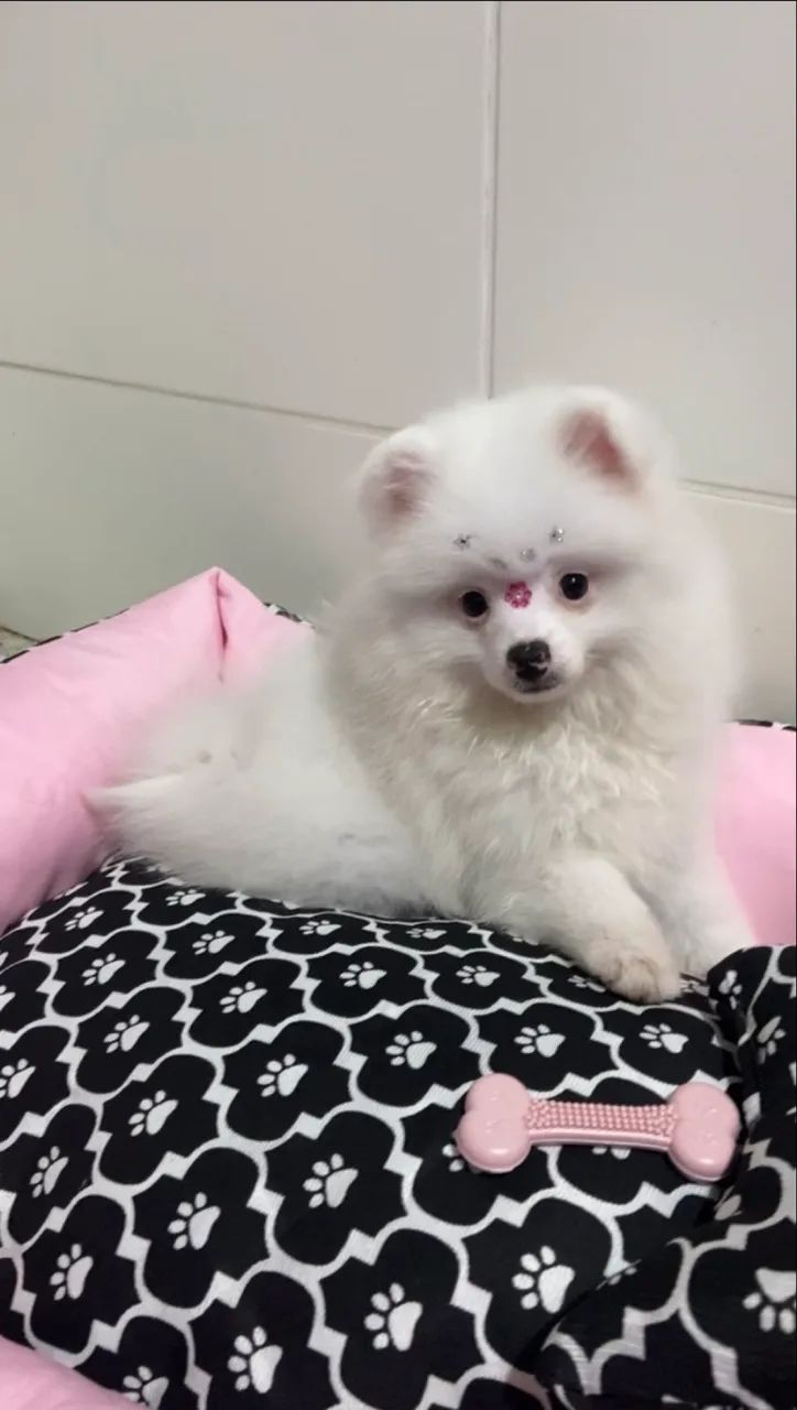 Lulu da pomerania (Spitz Alemão) 