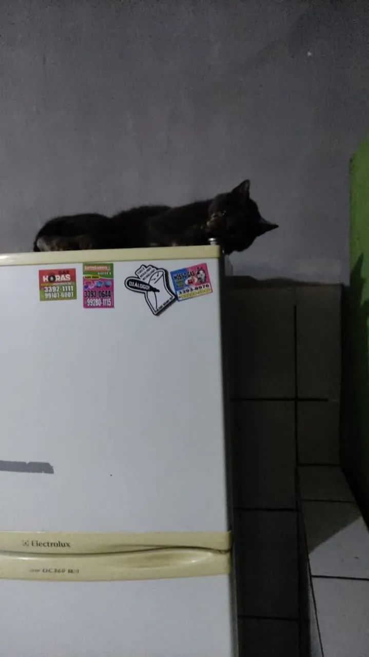 Doação de gata - Foto 5