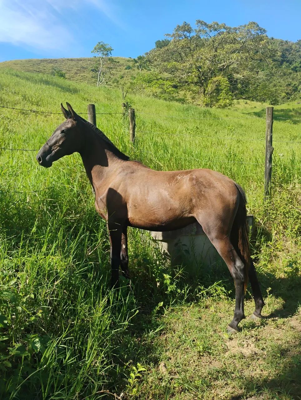 Potra Mangalarga Marchador 