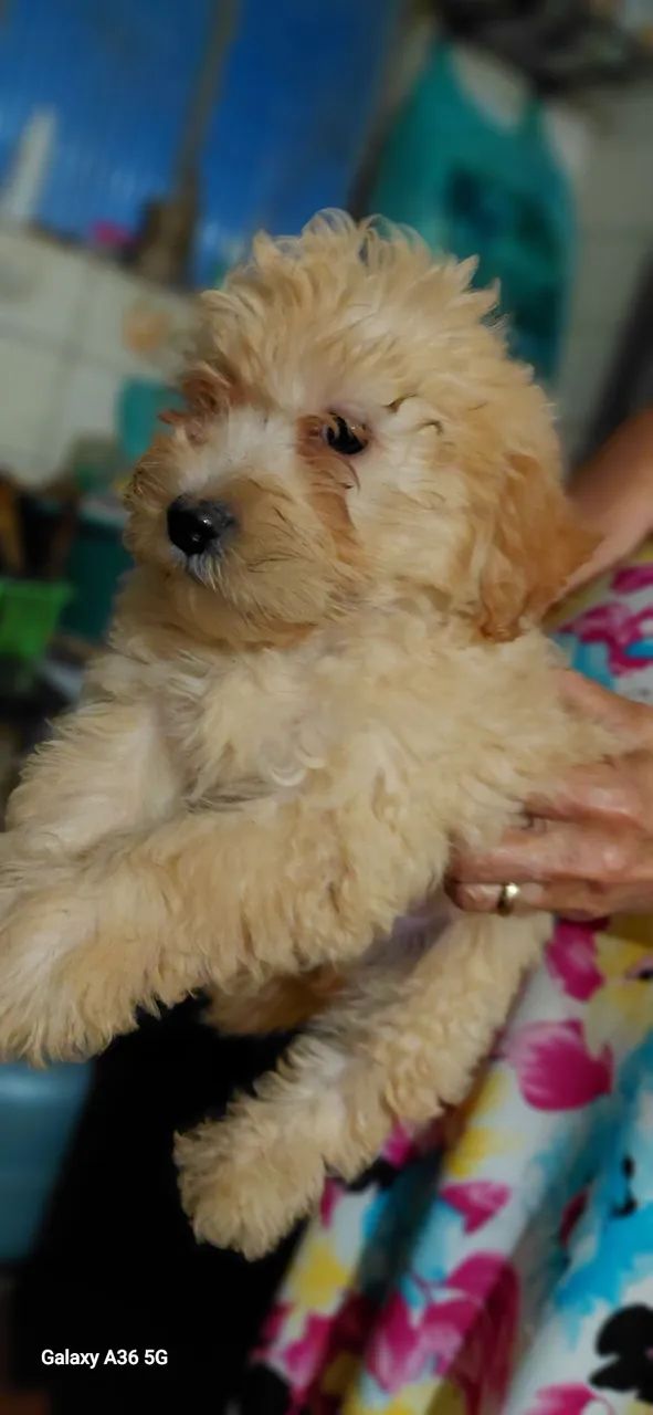 Vendo filhotinho de poodle n 01 - Foto 3