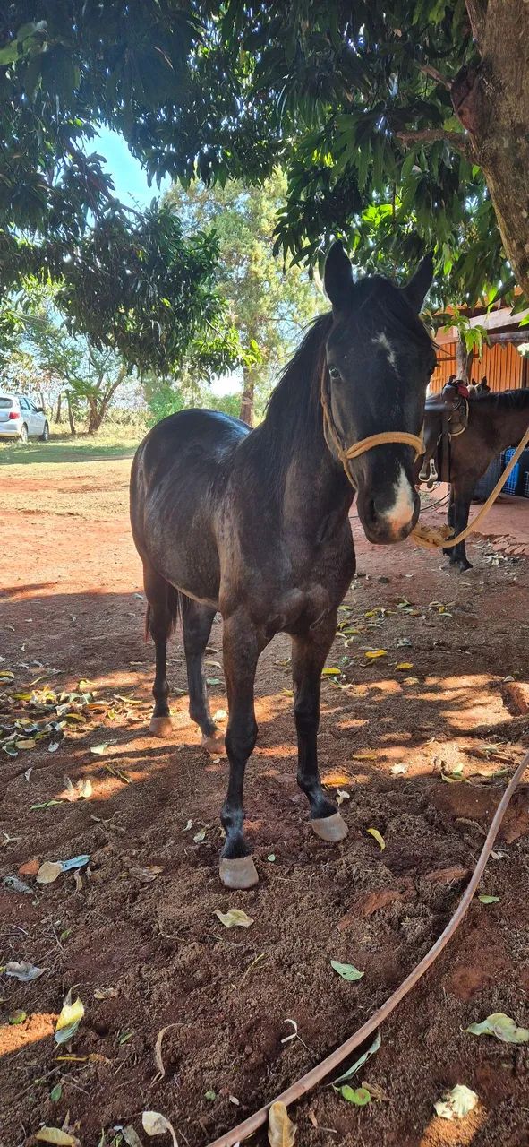 Potro quarto de milha - Foto 4