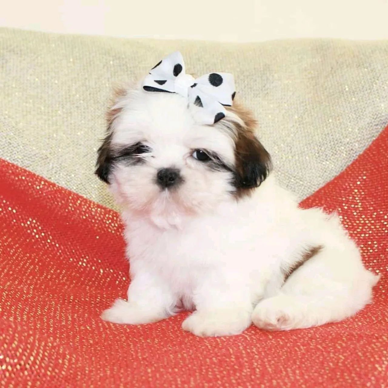 SHIHTZU perninhas curtas  - Foto 2