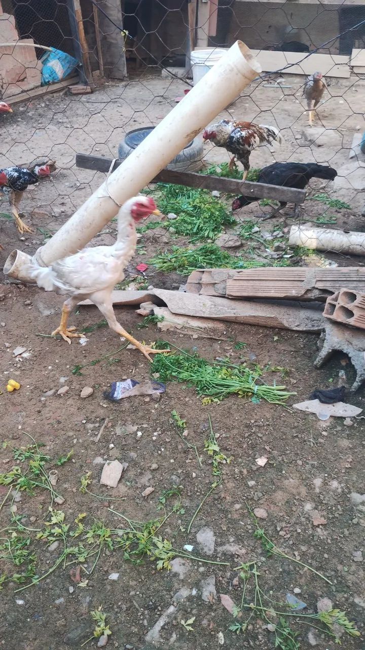 Frango shamo  - Foto 4