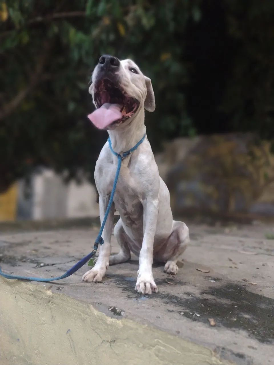 Pitbull