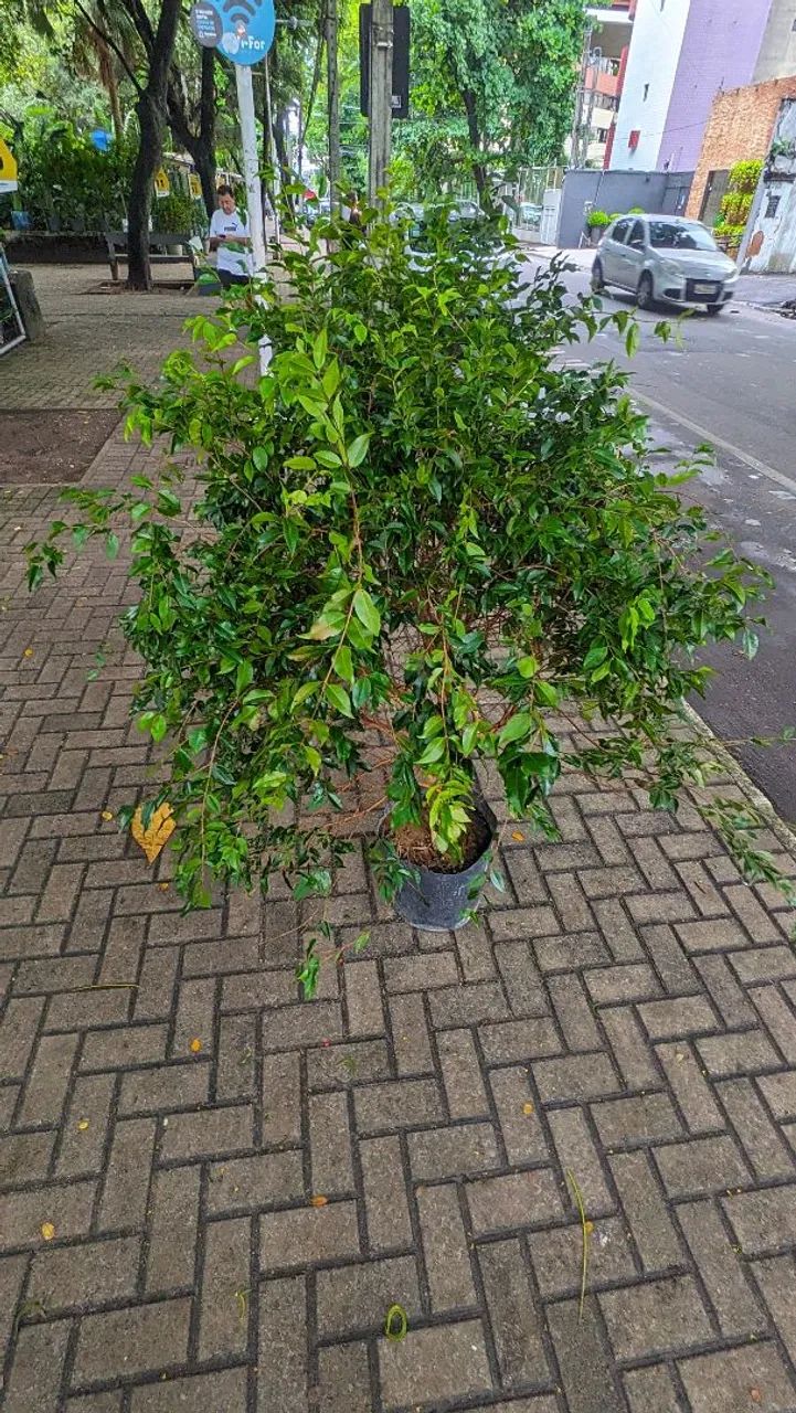 Jaboticabeira Híbrida  - Foto 3