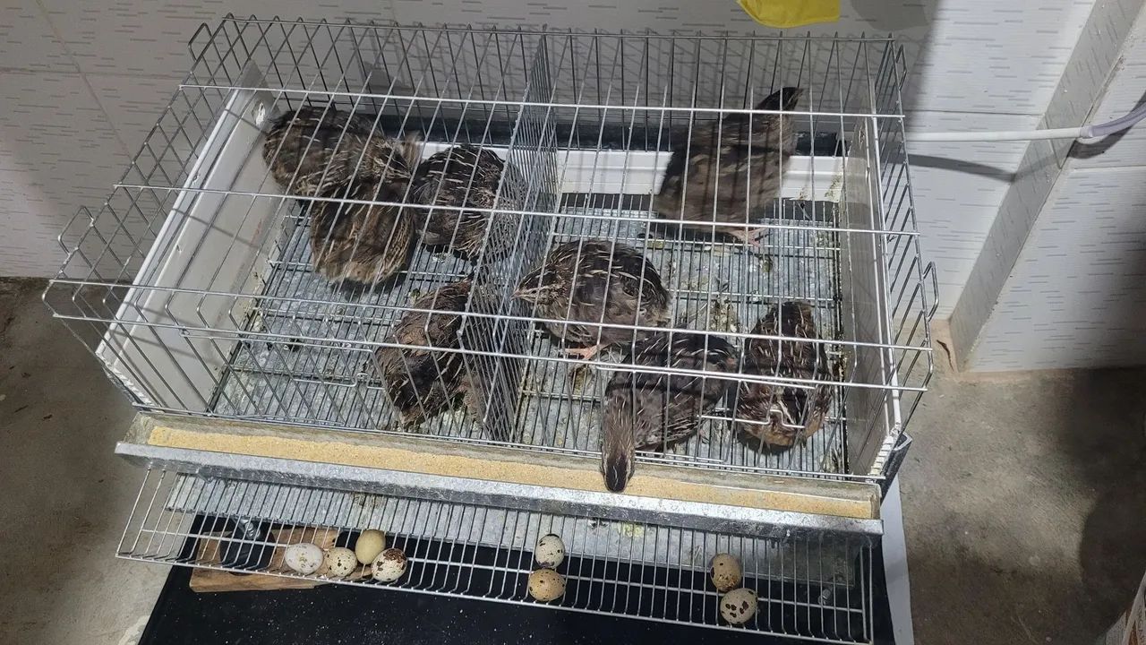 Gaiola com 8 codornas