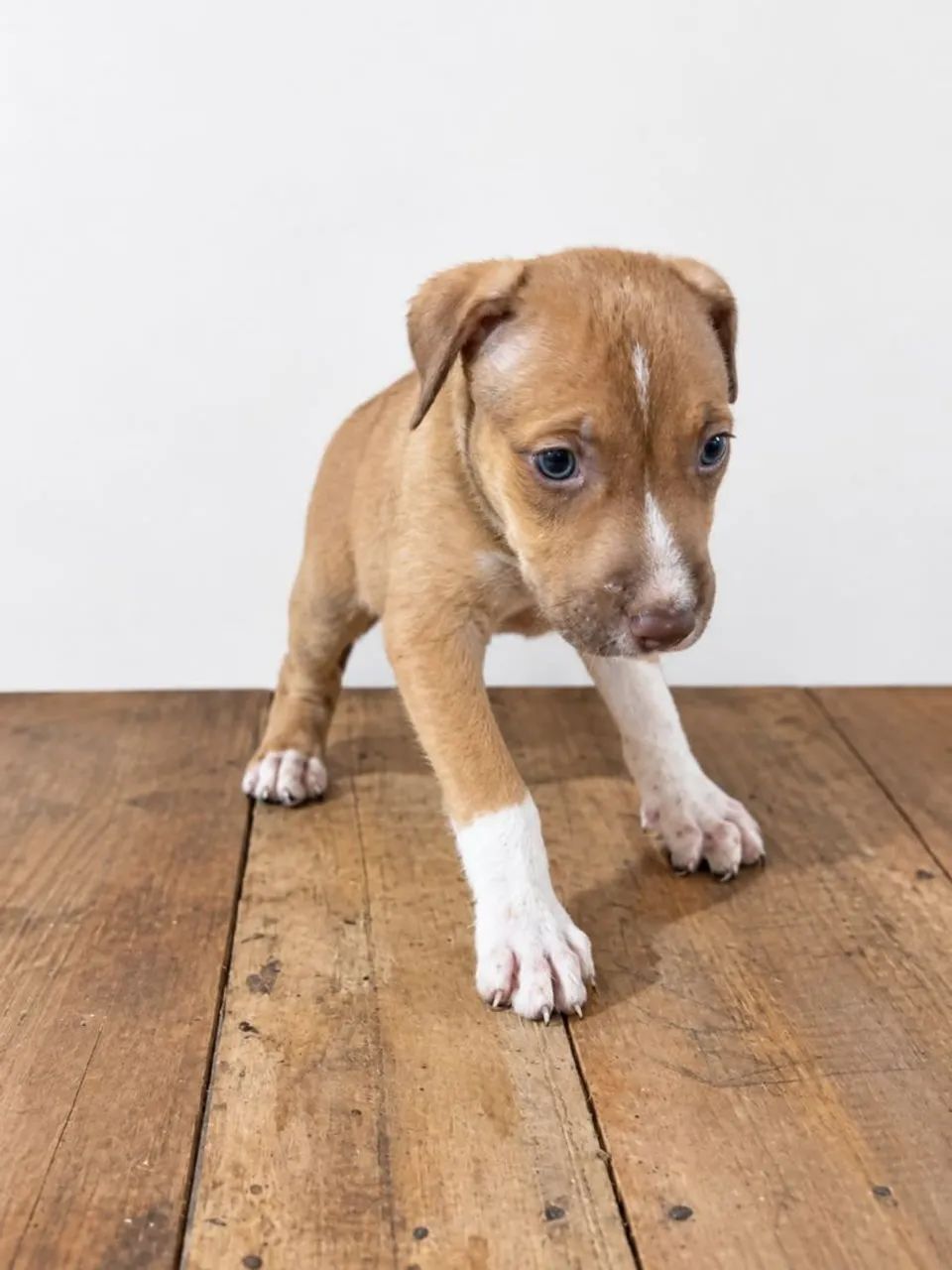 Vendo Pitbull  - Foto 5