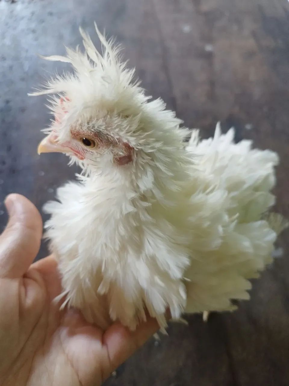 Frango frisado - Foto 4