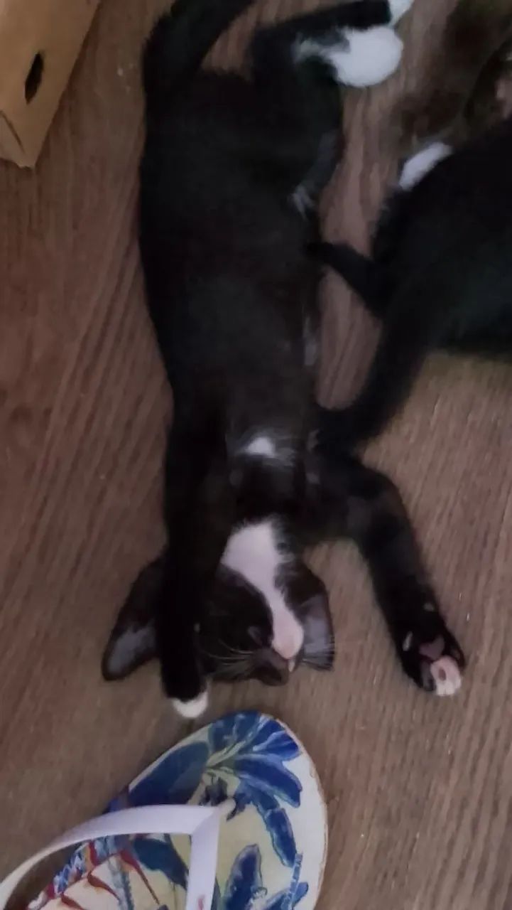 Doação de gatinho 