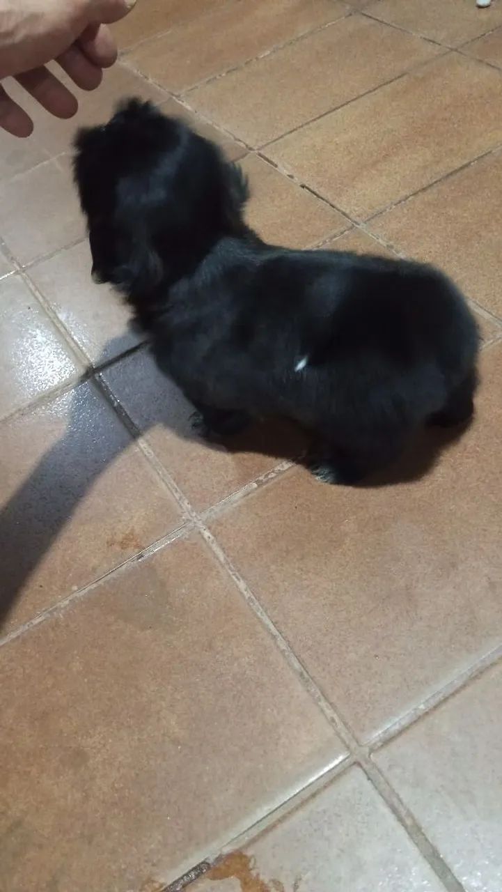 Pet  - Foto 3