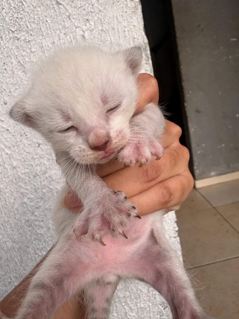 ADOÇÃO RESPONSÁVEL  - Foto 3