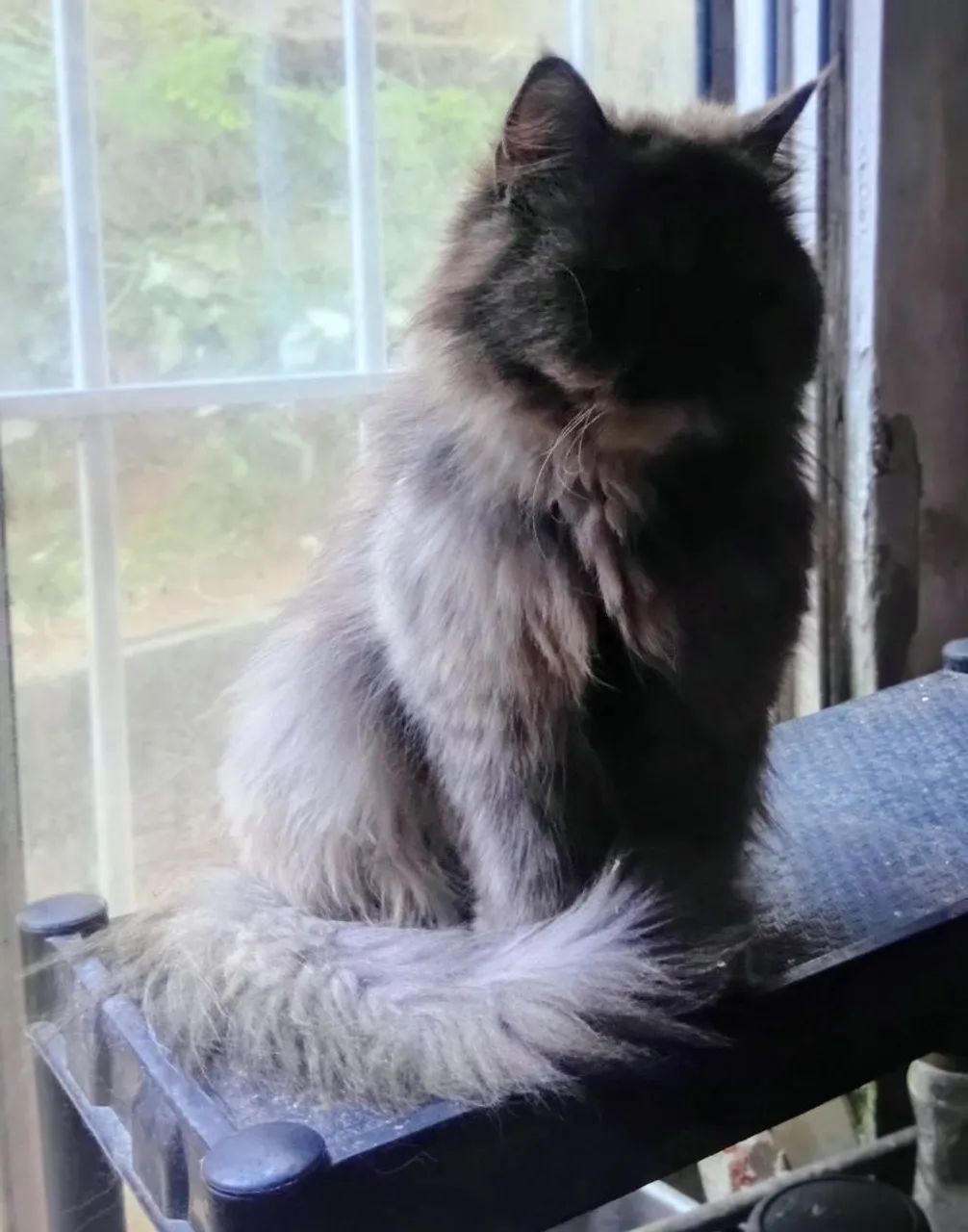 Filhotes Persas  - Foto 4